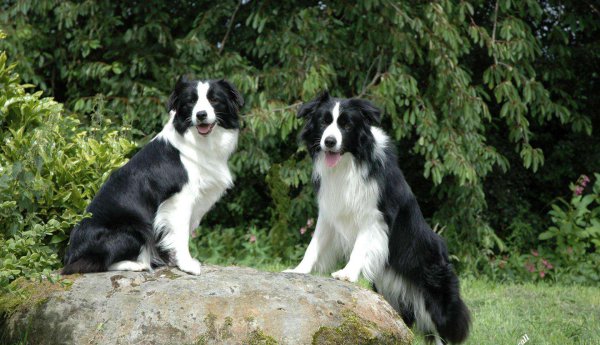 什么品种的狗适合男人用