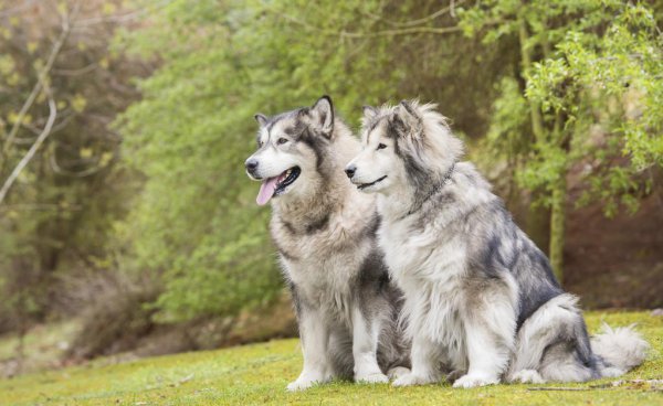 什么品种的狗适合男人用
