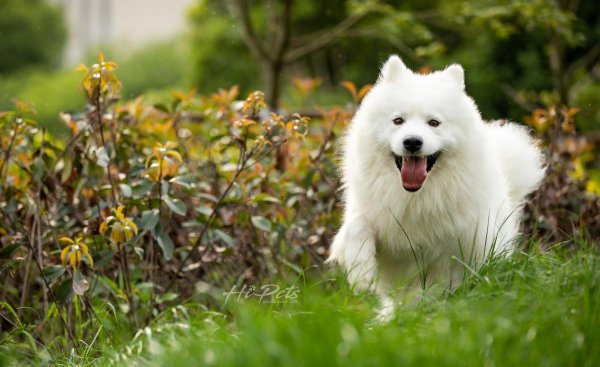 什么品种的狗适合男人用
