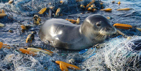 严重海洋垃圾对海洋生物的危害有多大的影响