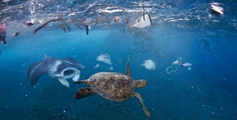 严重海洋垃圾对海洋生物的危害有多大的影响
