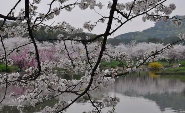 湖北最火十大景区排名