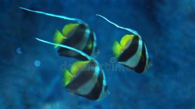 三条鱼的寓意和象征风水 家里鱼缸养几条鱼吉利