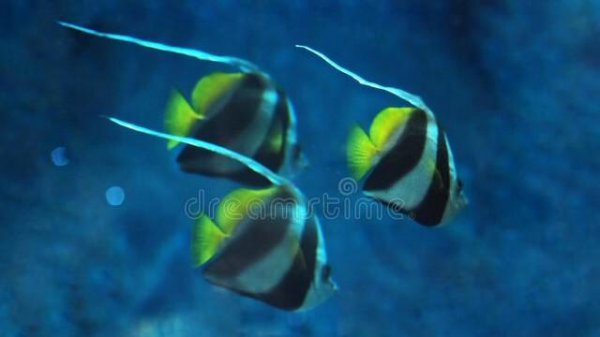 三条鱼的寓意和象征风水