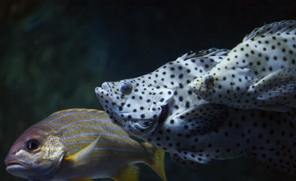 三条鱼的寓意和象征风水