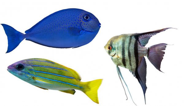 三条鱼的寓意和象征风水