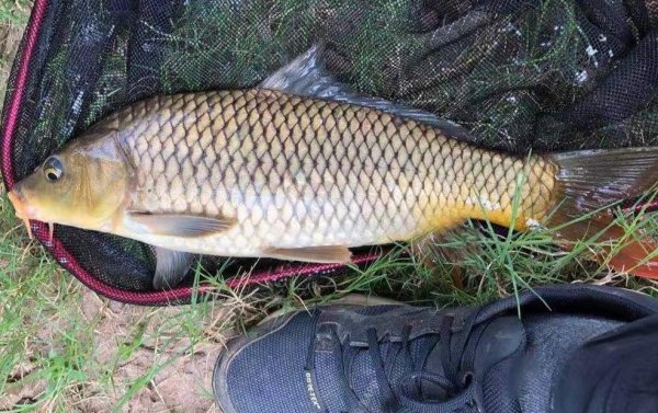 钓大鱼用什么调的鱼竿