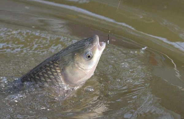 钓大鱼用什么调的鱼竿
