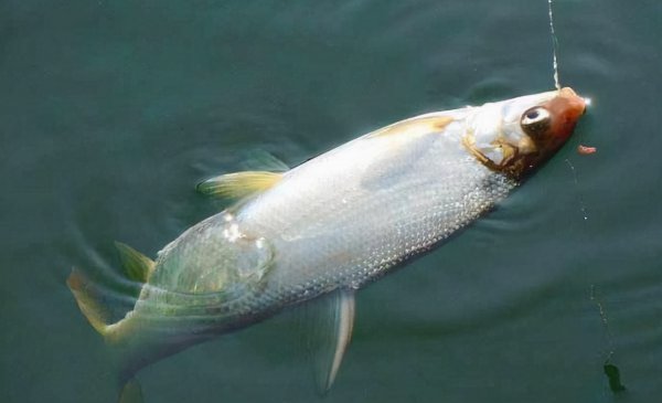 钓大鱼用什么调的鱼竿