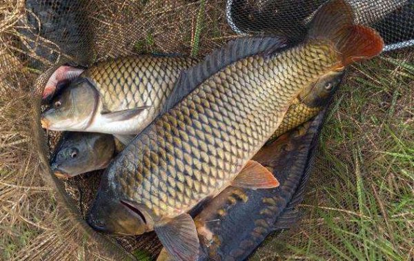 钓大鱼用什么调的鱼竿