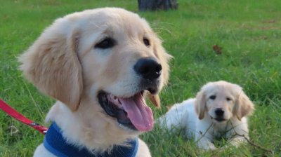 狼和狗是同一物种吗 你知道如何才能区分出狼和狗吗