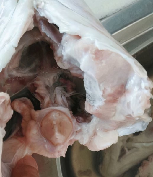 鲈鱼蒸几分钟口感最好