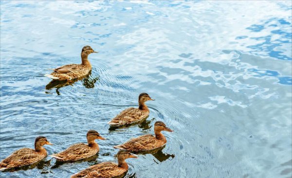 小鸭子吃什么食物长得快