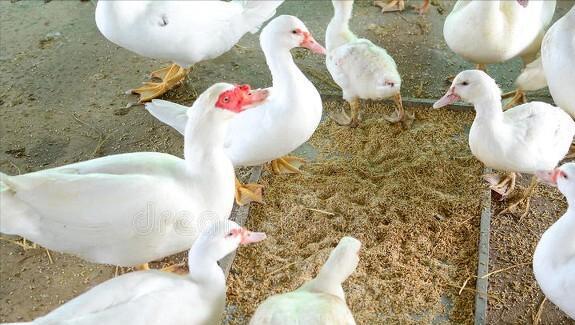 小鸭子吃什么食物长得快