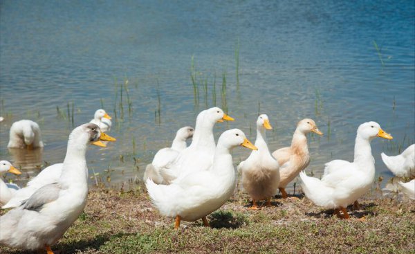 小鸭子吃什么食物长得快
