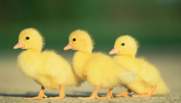 小鸭子吃什么食物长得快