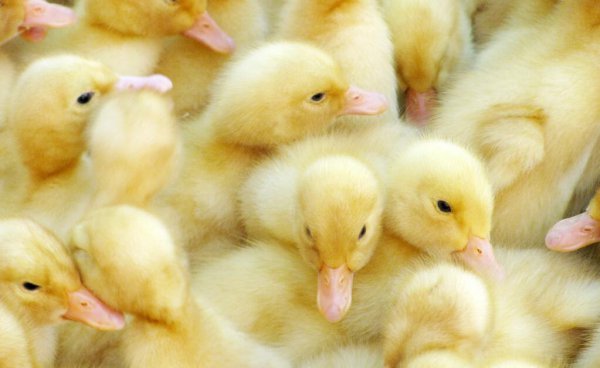 小鸭子吃什么食物长得快