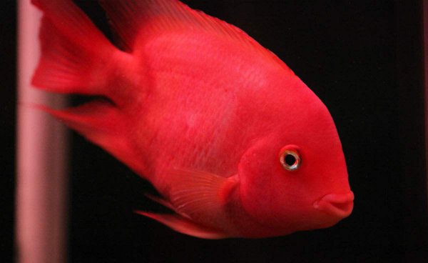 鹦鹉鱼身上长黑斑是怎么回事