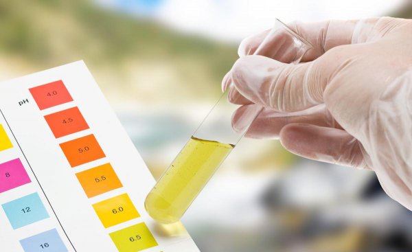 鹦鹉鱼身上长黑斑是怎么回事