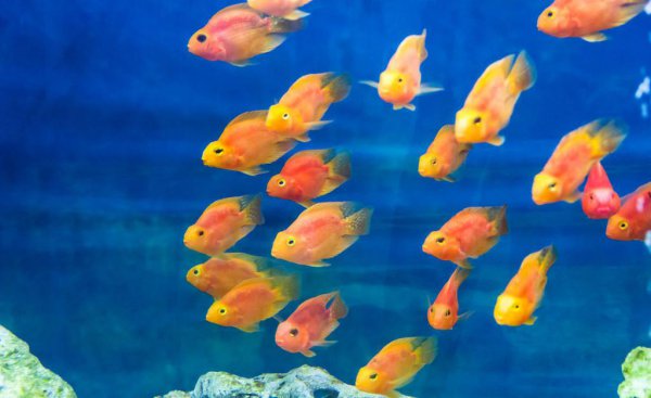 鹦鹉鱼身上长黑斑是怎么回事