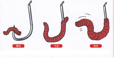 蚯蚓钓鱼怎样挂钩容易上鱼 鱼钩挂蚯蚓更快易上鱼方法图片