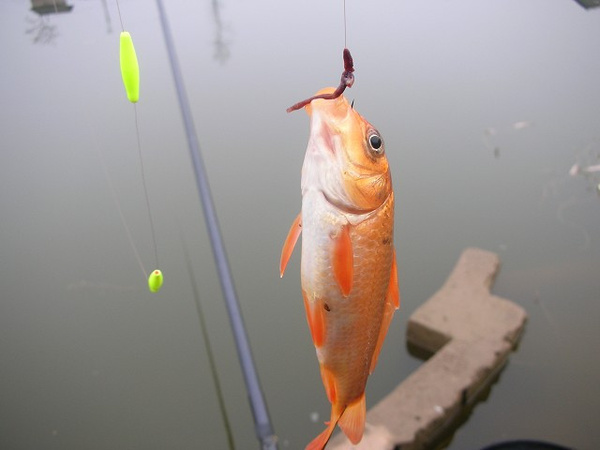 蚯蚓钓鱼怎样挂钩容易上鱼