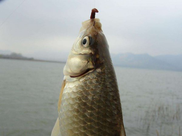 蚯蚓钓鱼怎样挂钩容易上鱼