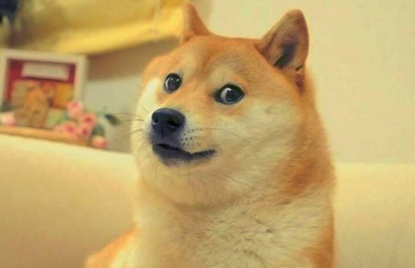 小狗挨打后有多害怕