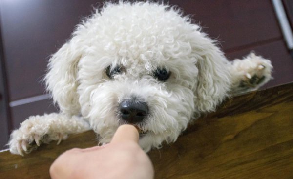 小狗挨打后有多害怕