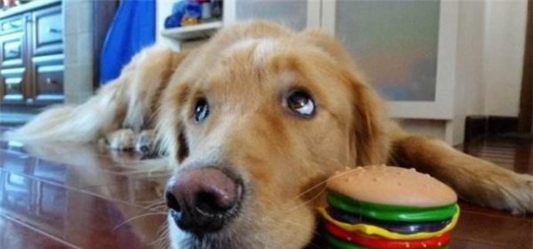 小狗挨打后有多害怕