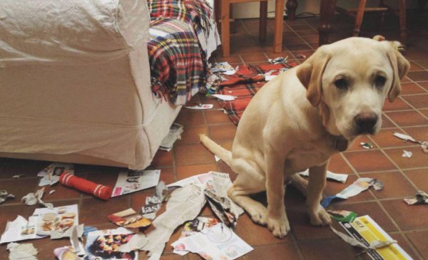 小狗挨打后有多害怕