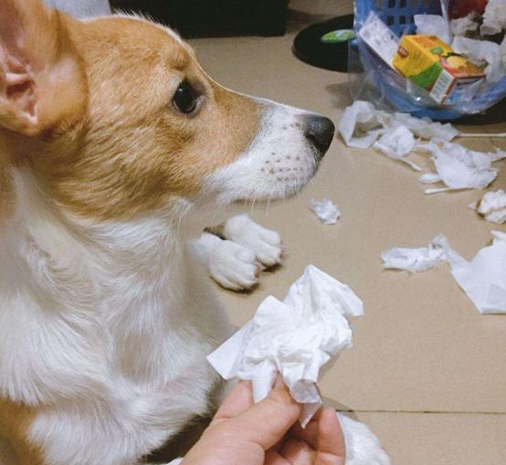 小狗挨打后有多害怕