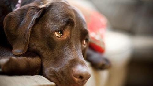 小狗挨打后有多害怕