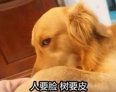 小狗挨打后有多害怕