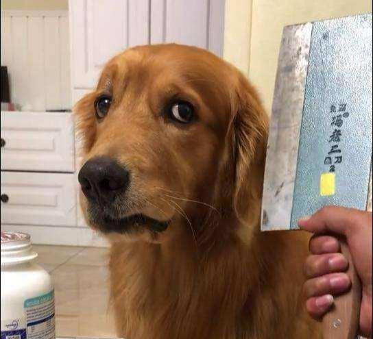 小狗挨打后有多害怕