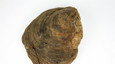 桑黄是什么东西 桑黄的生长环境及药用功效价值