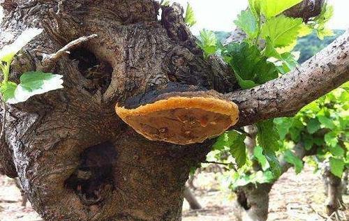 桑黄是什么东西