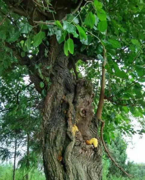 桑黄是什么东西