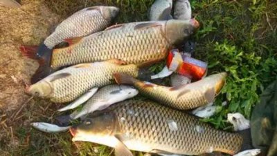 最简单的自制鱼饵怎么做 民间简单自制鱼饵配方大全