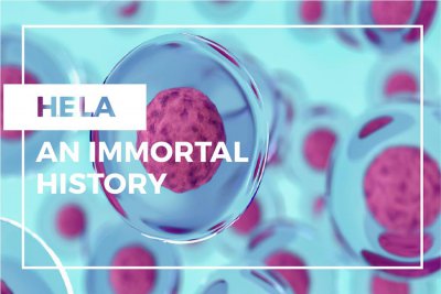 海拉细胞为什么会永生 海拉的细胞是怎么活这么久的