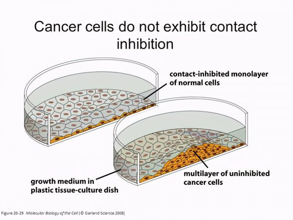 海拉细胞为什么会永生