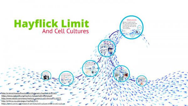 海拉细胞为什么会永生