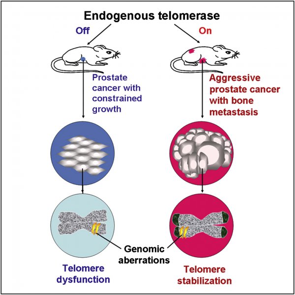 海拉细胞为什么会永生