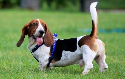 巴吉度犬为什么被禁养 很多人都不喜欢家里养巴吉度犬