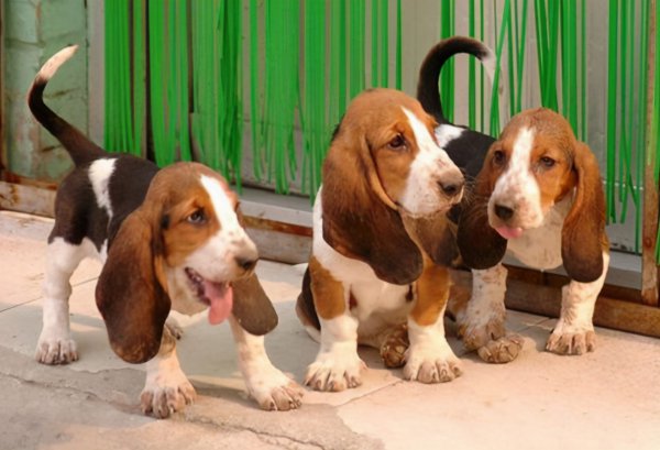 巴吉度犬为什么被禁养