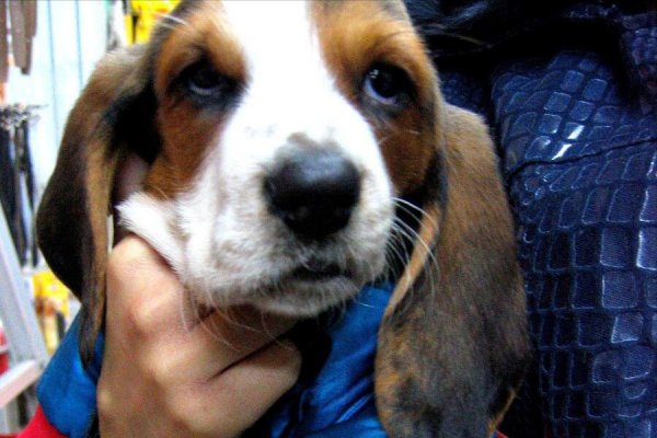 巴吉度犬为什么被禁养