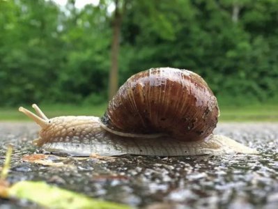 常见的蜗牛长什么样子图片 蜗牛生长在什么样的地方