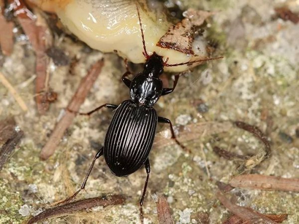 常见的蜗牛长什么样子图片