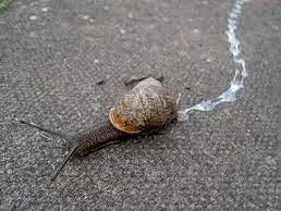 常见的蜗牛长什么样子图片