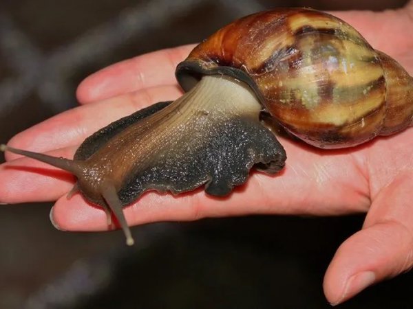 常见的蜗牛长什么样子图片